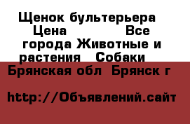 Щенок бультерьера › Цена ­ 35 000 - Все города Животные и растения » Собаки   . Брянская обл.,Брянск г.